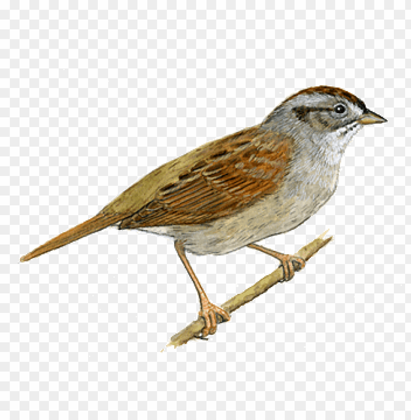 animals, birds, sparrows, sparrow right, 
