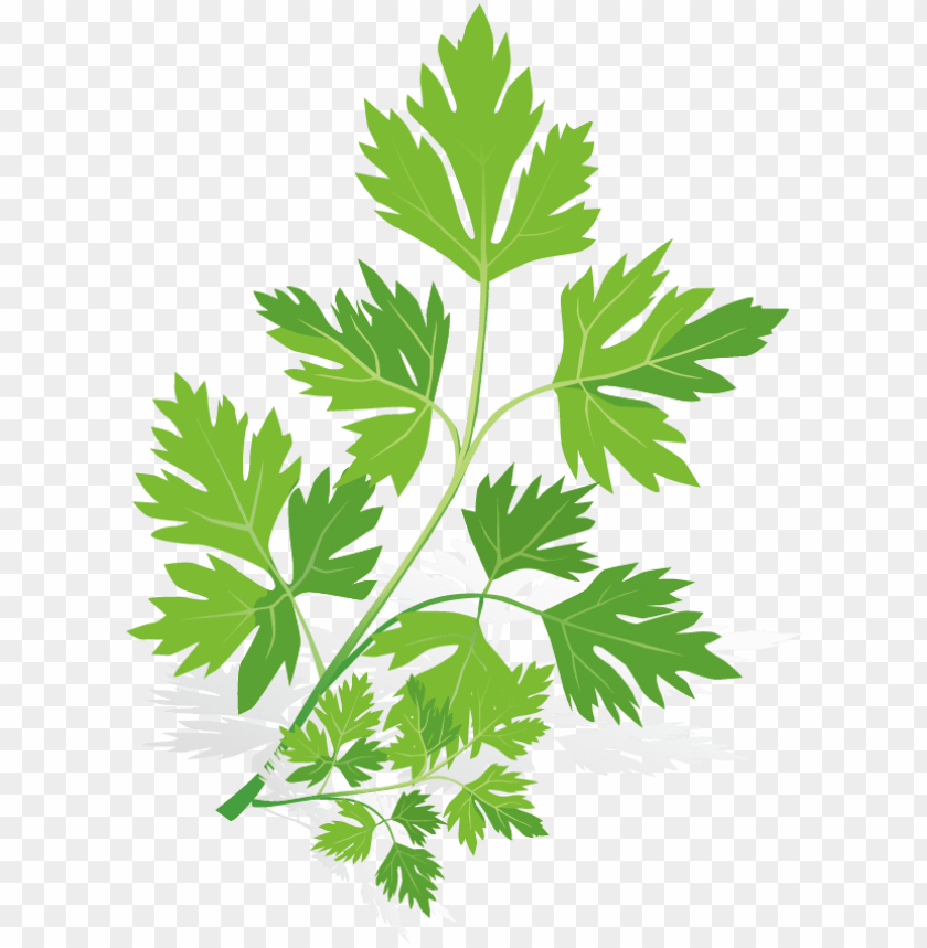 leaf, herbal, background, health, plant, spice, banner