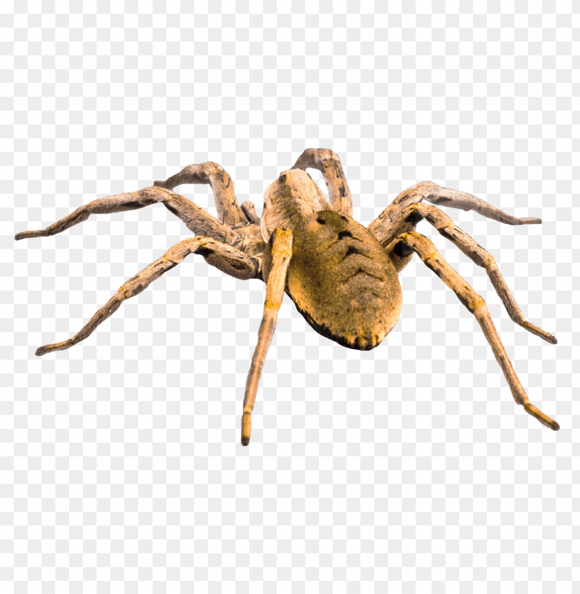 animal, spider, dangerous, scary, fear, creepy, giant