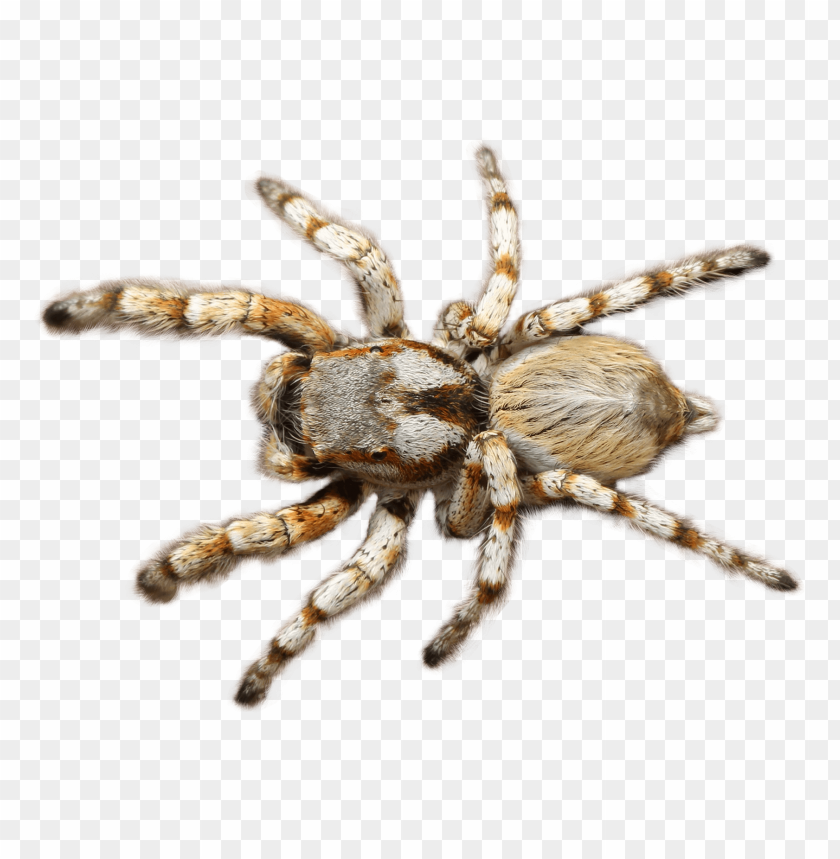 spider png images background - Image ID 5771