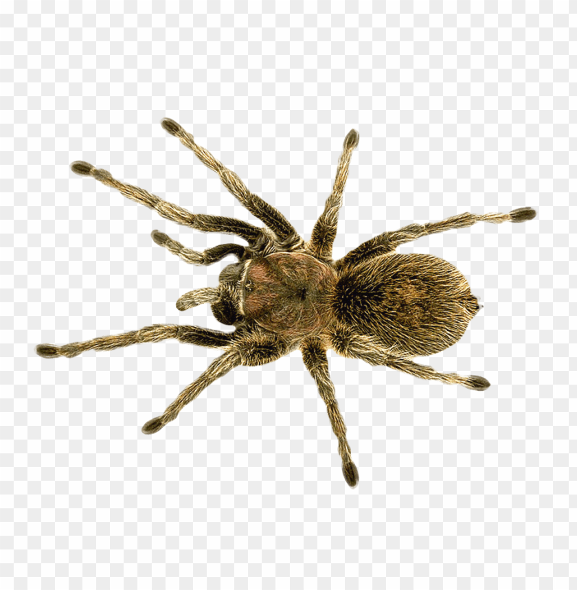 
animal
, 
spider
, 
dangerous
, 
scary
, 
fear
, 
creepy
, 
giant
