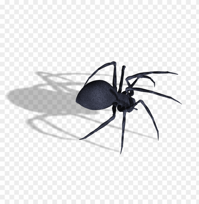 
spider
, 
order araneae
, 
air-breathing
, 
arthropods
, 
insects
, 
animal
