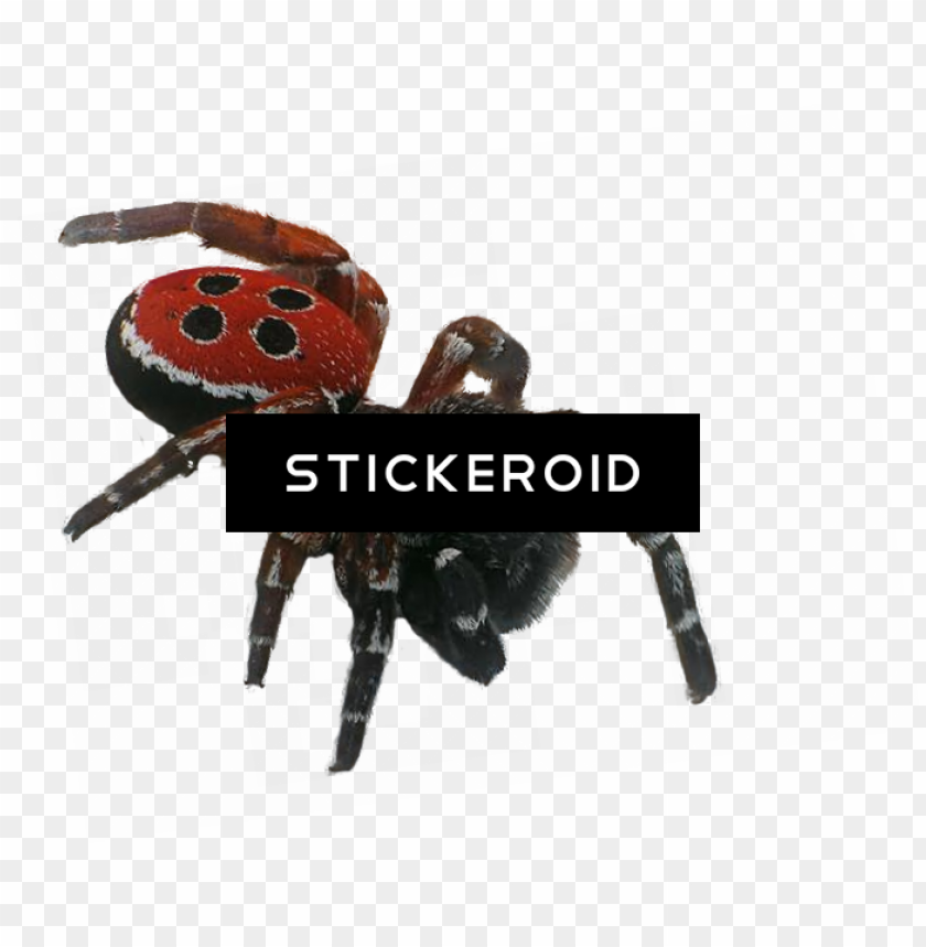 spider insects portable network graphics PNG transparent with Clear Background ID 440661