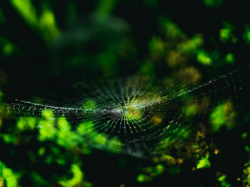 spider web, cobweb, spider, macro, close up