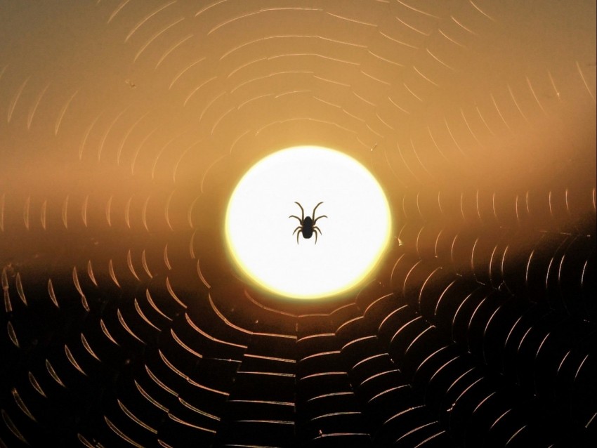 spider, web, sun, sunset, dark