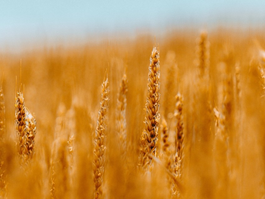 spikelets, wheat, cereals, field, blur