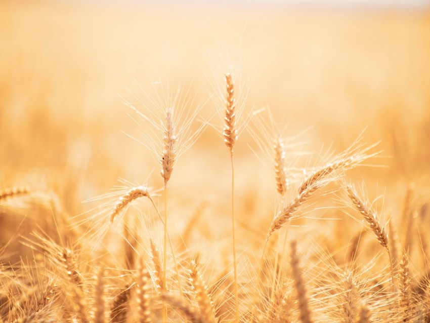 spikelets, wheat, field, dry, harvest
