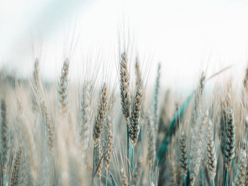 spikelets, wheat, field, grains, cereals