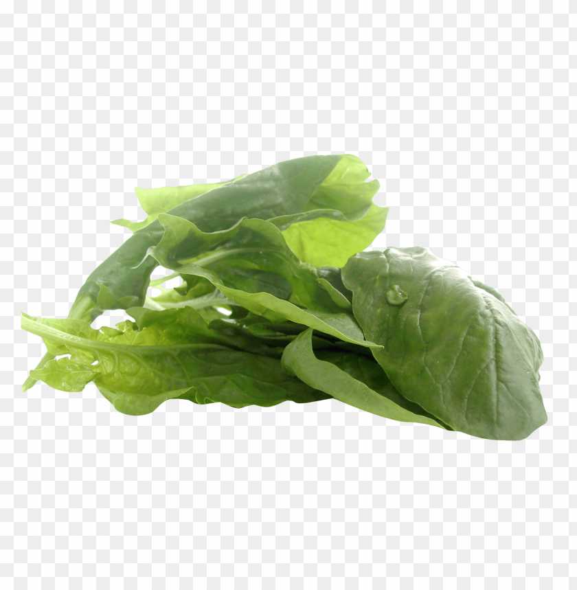 spinach PNG images with transparent backgrounds - Image ID 13440