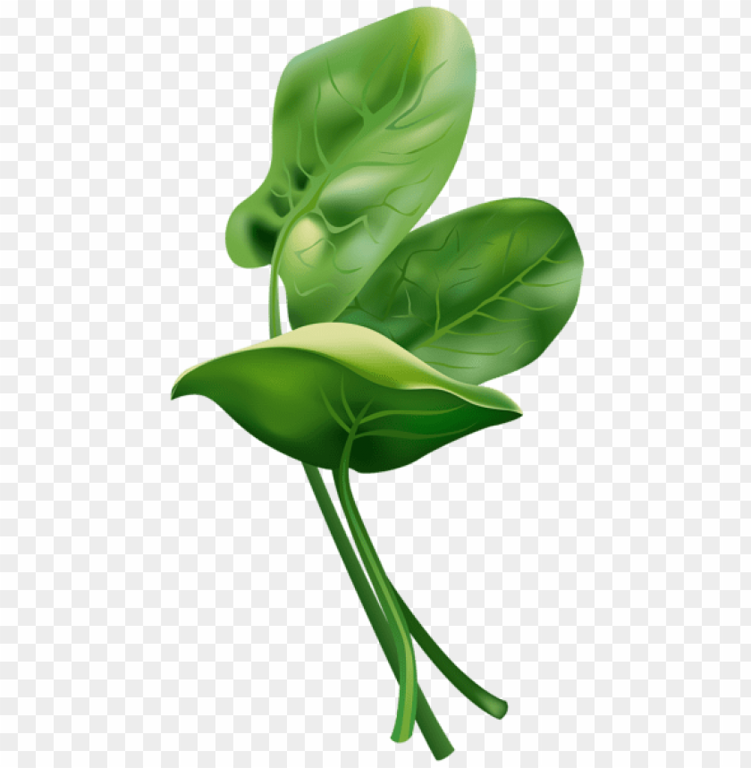 Transparent spinach free PNG background - Image ID 49956