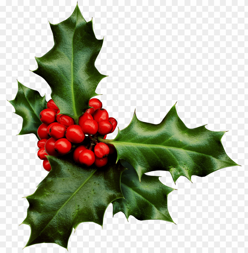 holly png