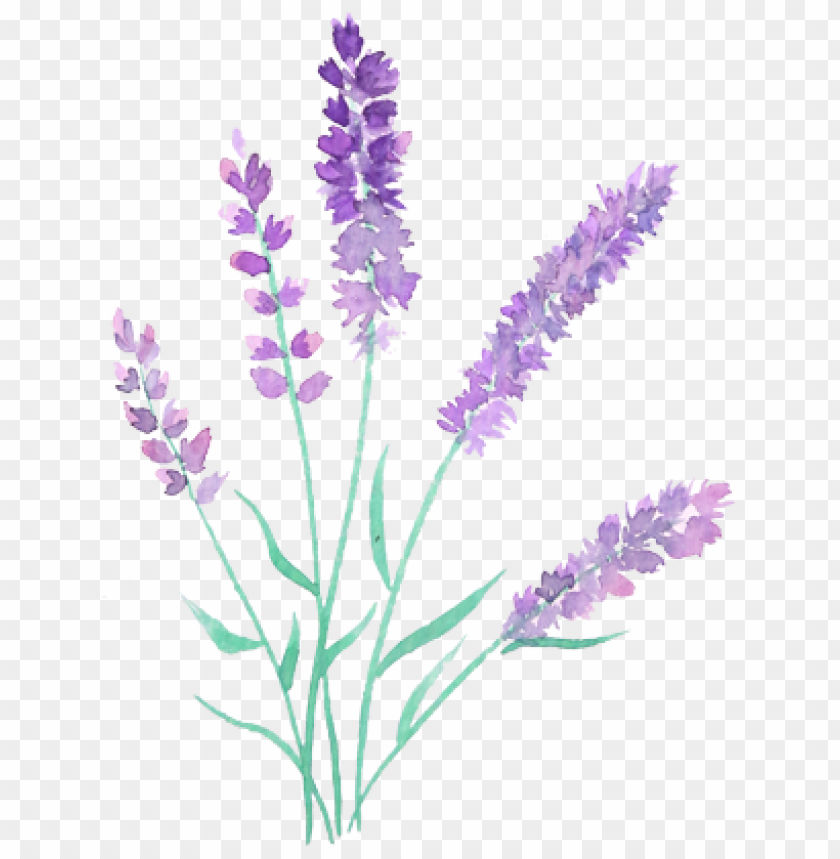 sprigs lavender2-4 - watercolor painti PNG image with transparent ...