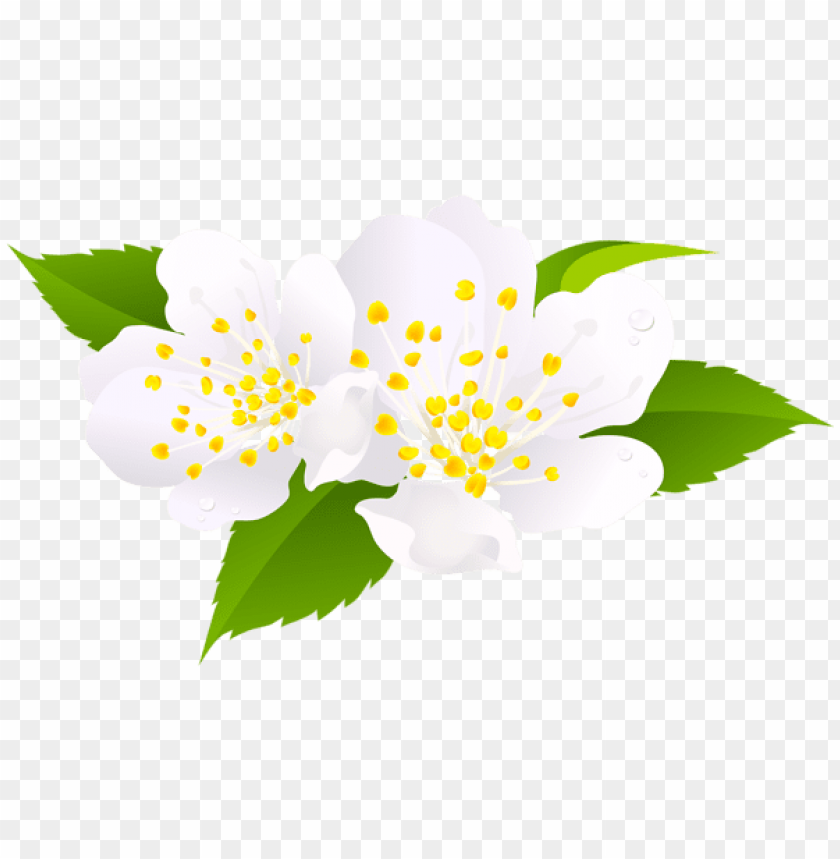 PNG image of spring bloom with a clear background - Image ID 47256
