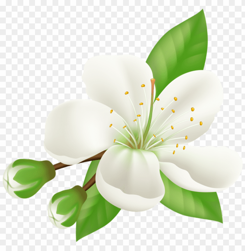 PNG image of spring blooming tree flower with a clear background - Image ID 47250