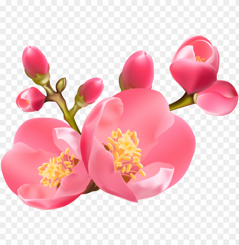 Spring Blossom PNG Image With Transparent Background