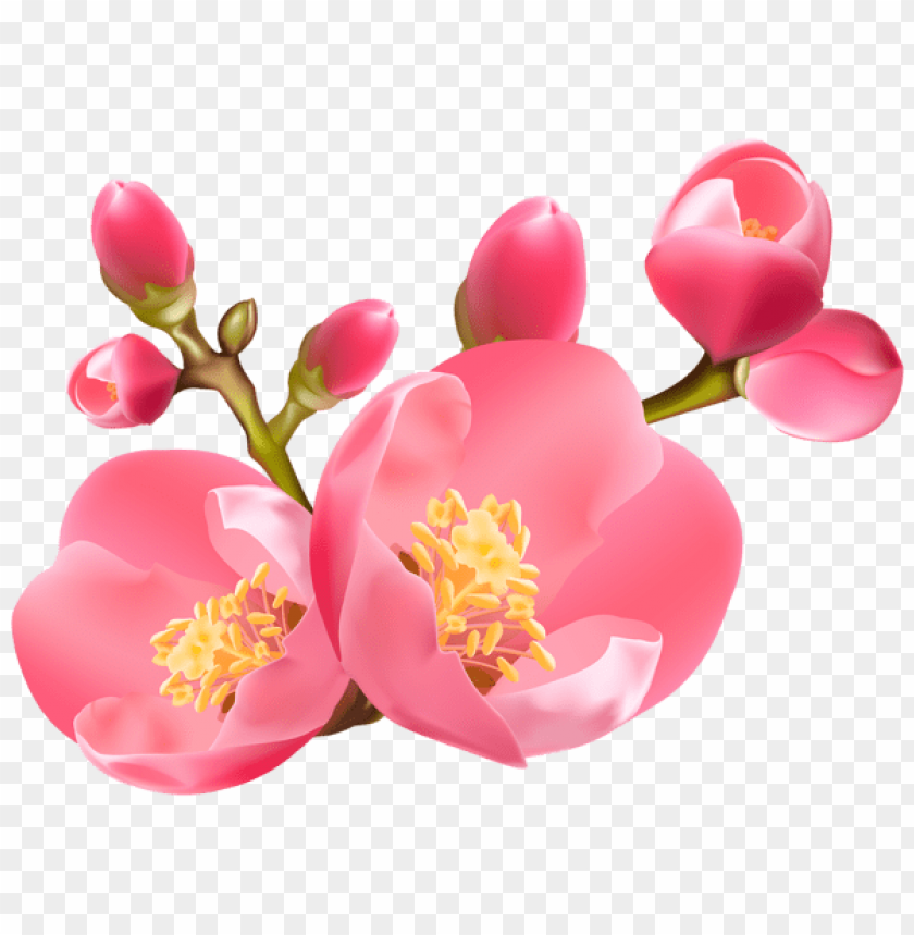 PNG image of spring blossom transparent with a clear background - Image ID 47191