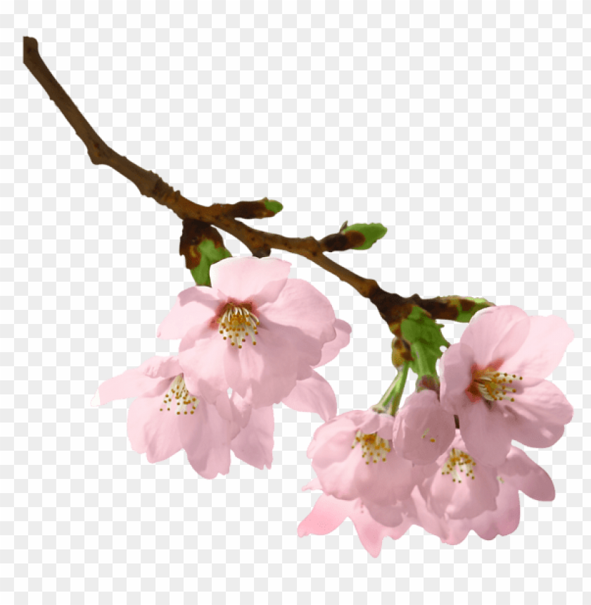 PNG image of spring branch with a clear background - Image ID 47221
