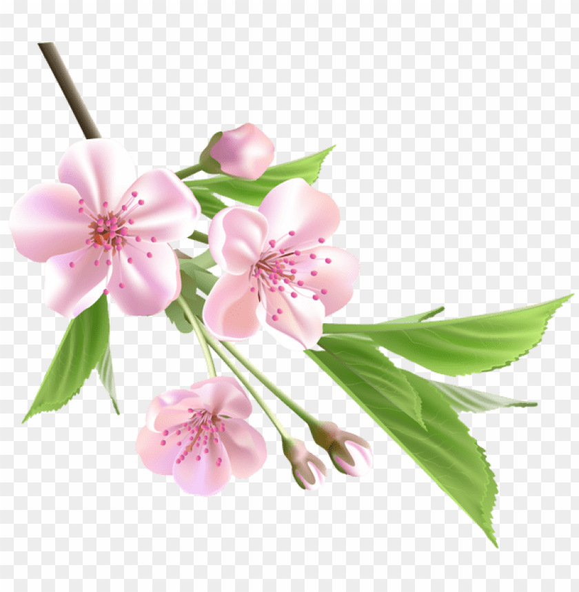 PNG image of spring branch with pink tree flowers with a clear background - Image ID 47180