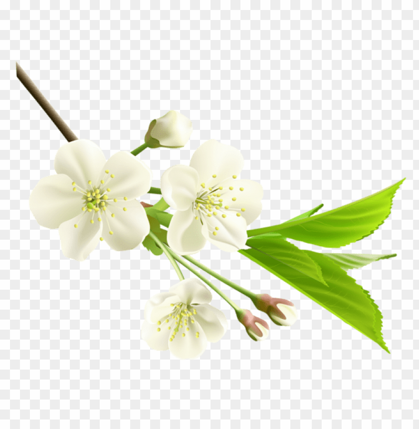 PNG image of spring branch with white tree flowers with a clear background - Image ID 47226