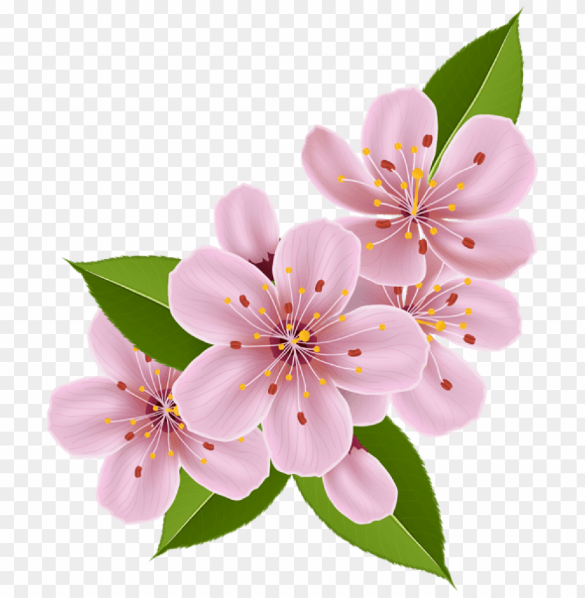 PNG image of spring cherry blossom flowers with a clear background - Image ID 47246