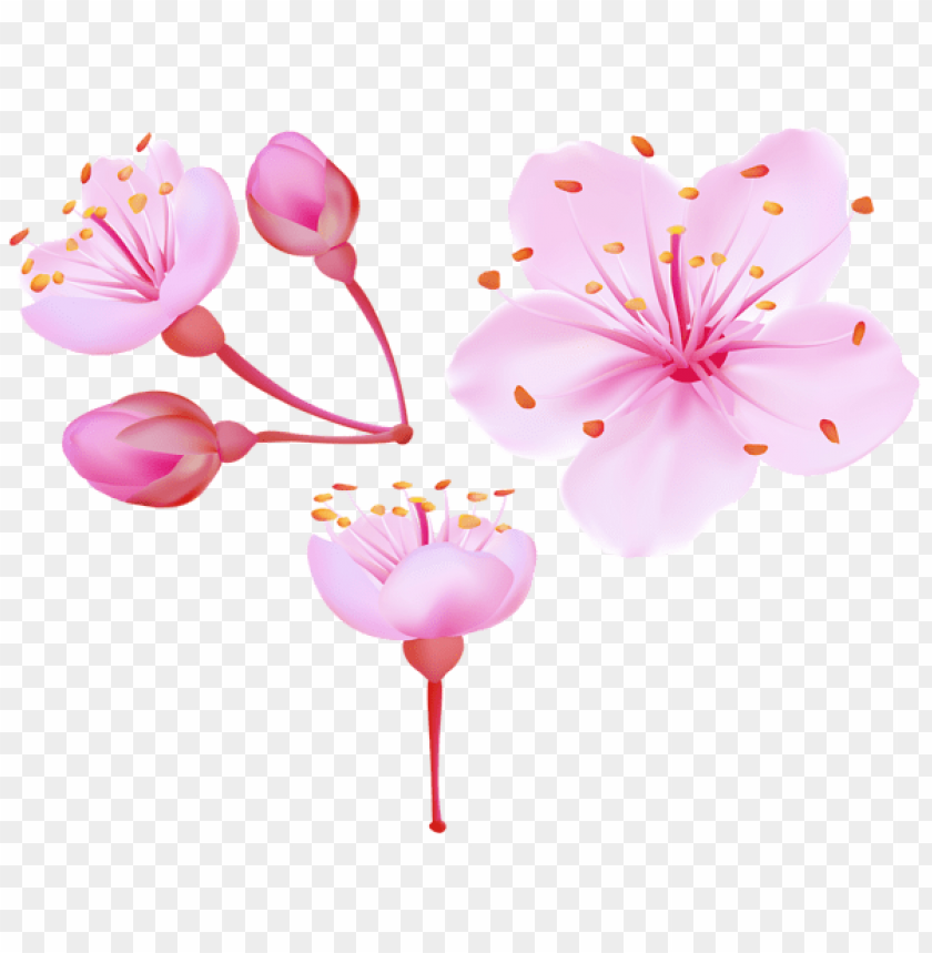 PNG image of spring cherry blossoms with a clear background - Image ID 47275