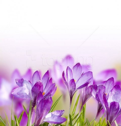 spring crocuses flowers background best stock photos - Image ID 58329