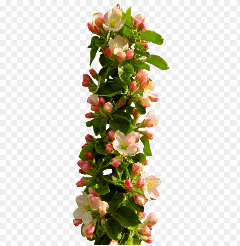 PNG image of spring flower with a clear background - Image ID 24926