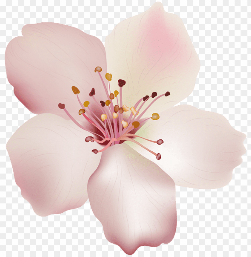 PNG image of spring flower with a clear background - Image ID 47267