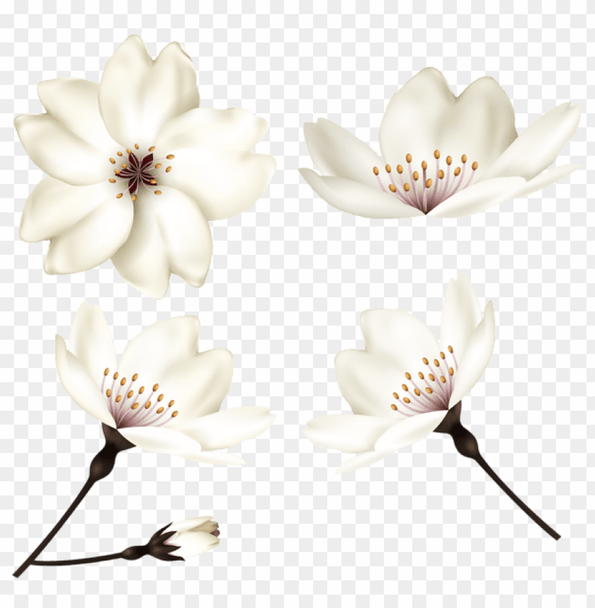 PNG image of spring flowers with a clear background - Image ID 47285