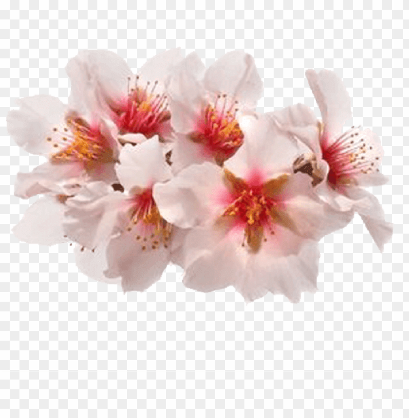free PNG spring flowers stickers for imessage messages sticker-0 - transparent flowers stickers PNG image with transparent background PNG images transparent