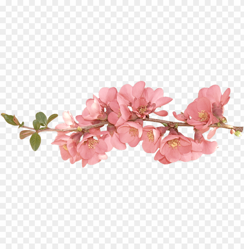 Spring Flowers Transparent Background PNG Image With Transparent Background