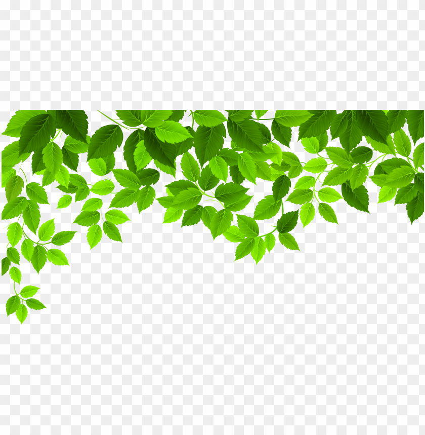 spring leaves PNG image with transparent background | TOPpng
