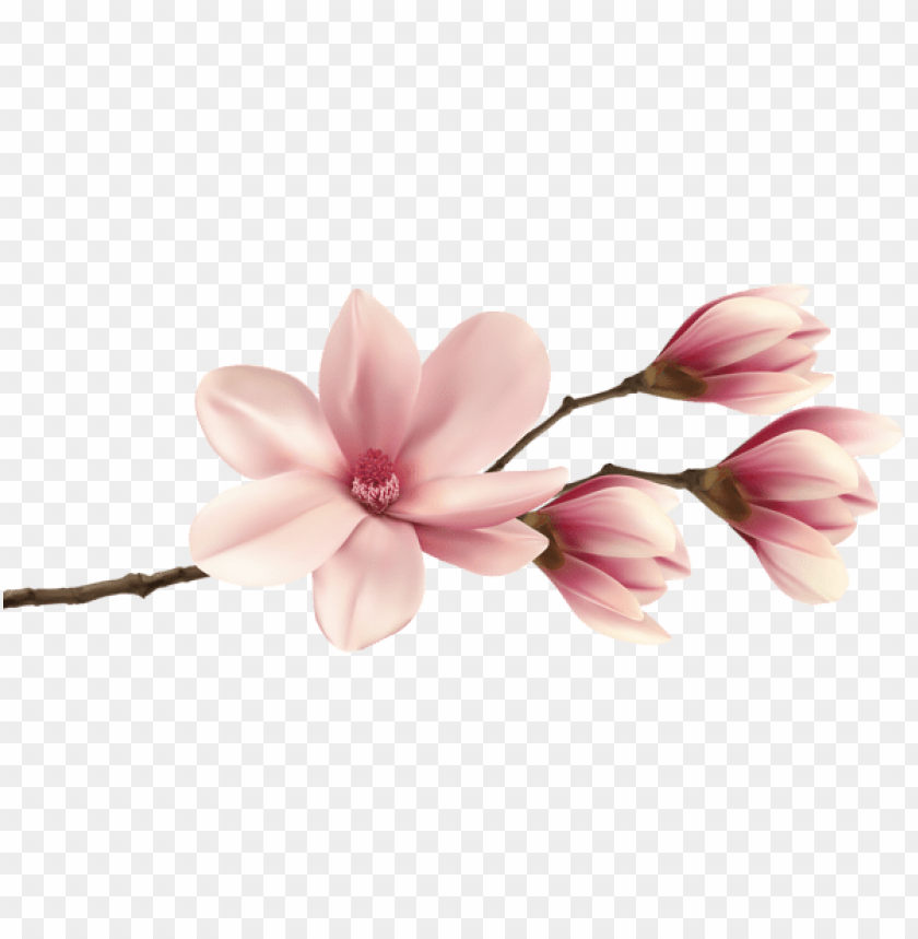PNG image of spring magnolia branch with a clear background - Image ID 47187