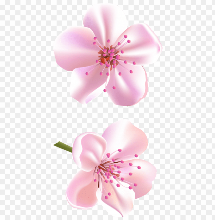 PNG image of spring pink tree flowers with a clear background - Image ID 47194