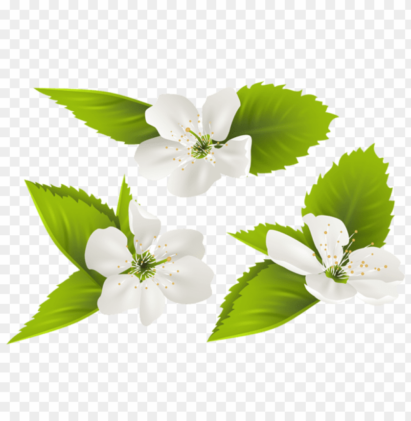 PNG image of spring tree flowers with a clear background - Image ID 47229