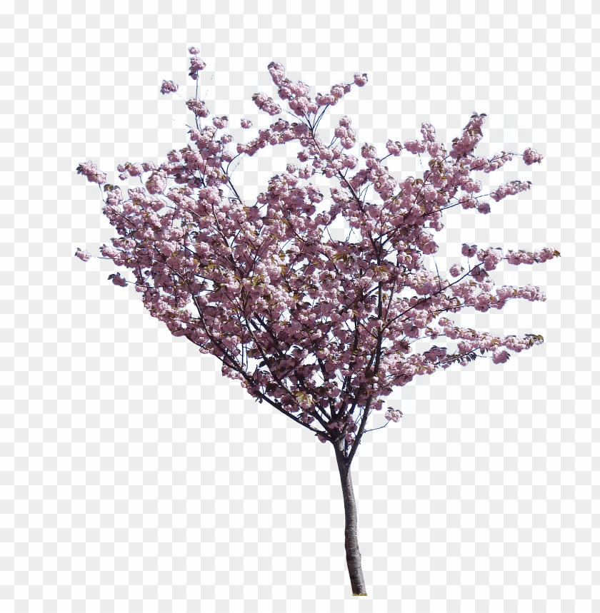 spring tree png, spring,png,tree