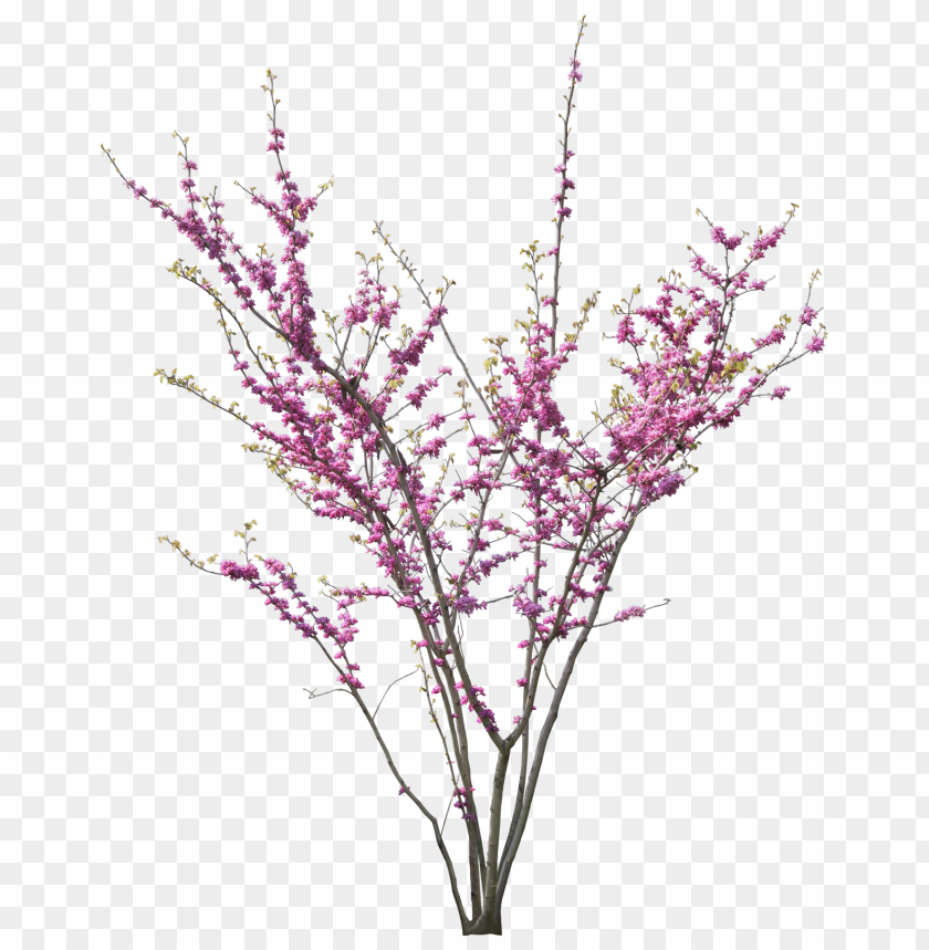 spring tree png PNG transparent with Clear Background ID 124761