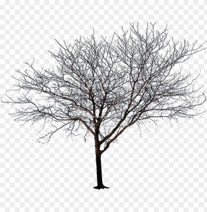 spring tree png PNG transparent with Clear Background ID 124763