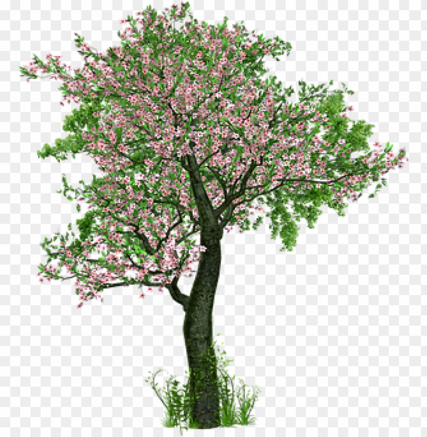 spring tree png, spring,png,tree