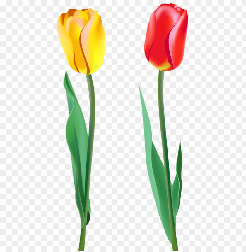 flowers png, spring png, flower png, yellow flower, red flower, tulips, red tulip