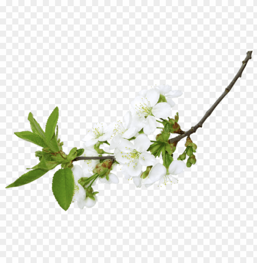 PNG image of spring white branchpicture with a clear background - Image ID 47227