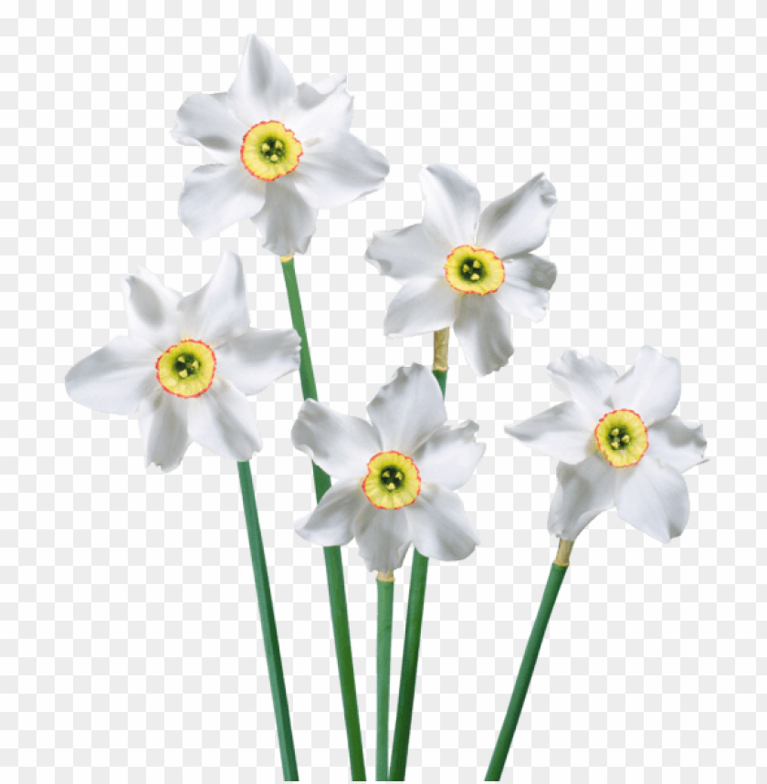 download spring white daffodils png images background toppng download spring white daffodils png