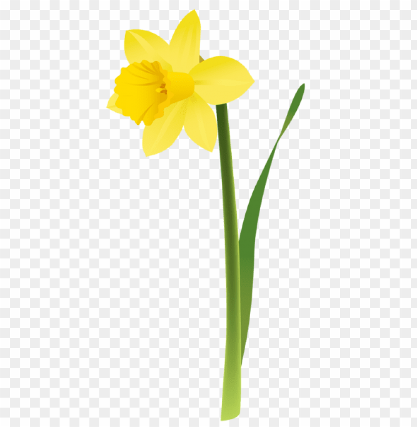 PNG Image Of Spring Yellow Daffodil With A Clear Background - Image ID ...