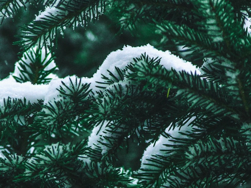 spruce, branch, snow, winter, needles, bush