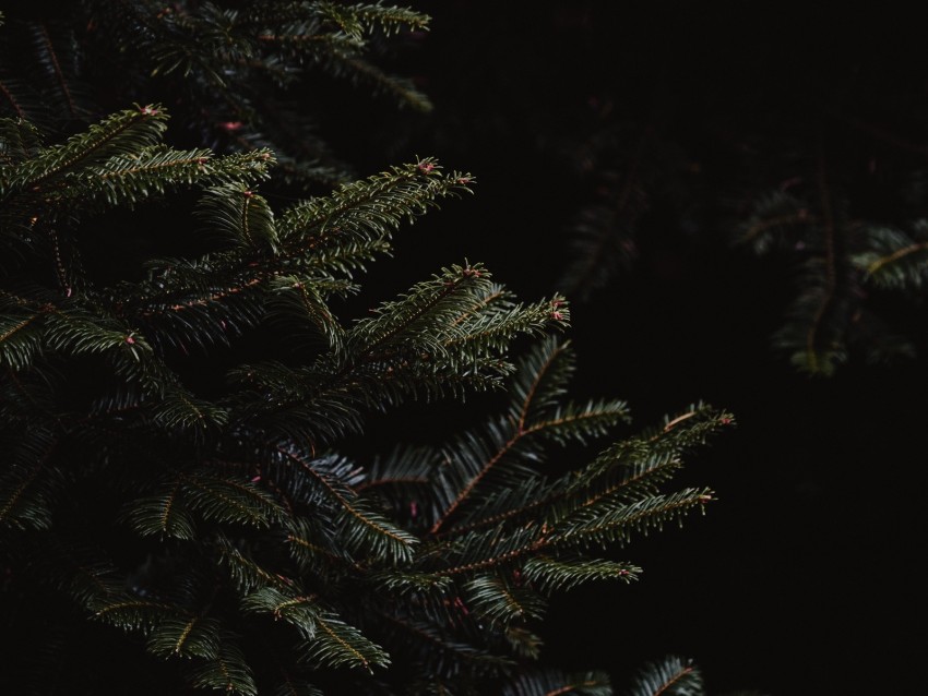 spruce, branches, dark, needles