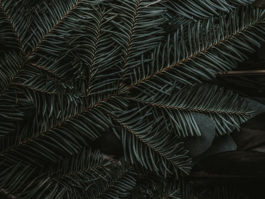 spruce, branches, needles, dark, green