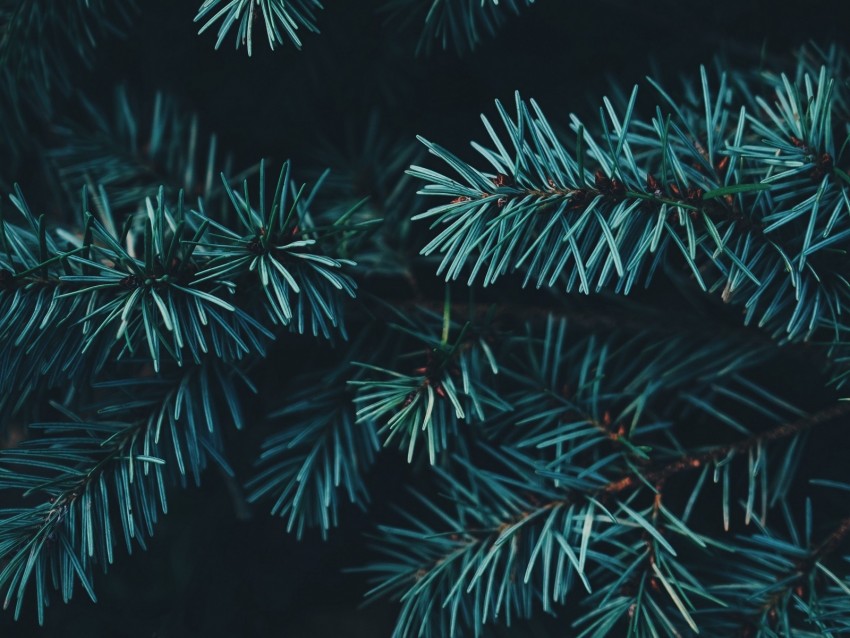 spruce, branches, needles, forest