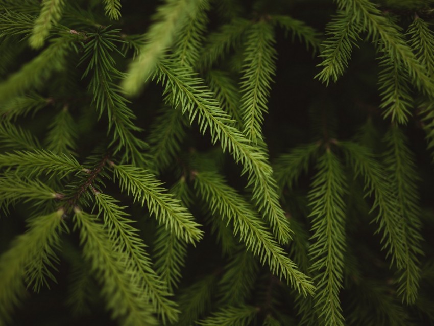 spruce, branches, needles, green, macro
