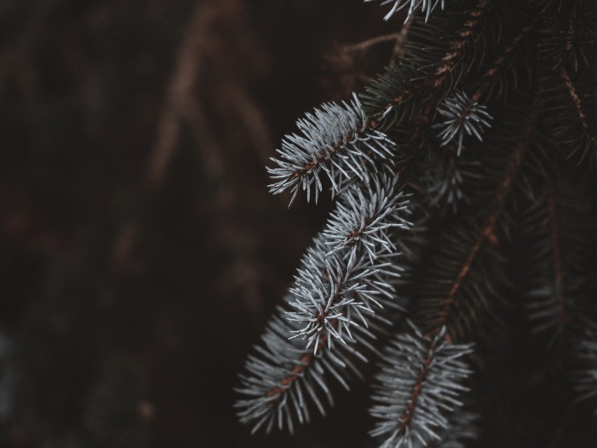 spruce, branches, white, blur