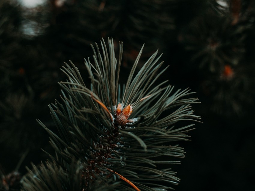 spruce, needles, branch, green, macro